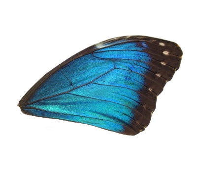 MORPHO PELEIDES FRONT WING